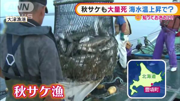北海道驚現大量海膽、三文魚死亡 損失達數億日圓！或影響未來漁量
