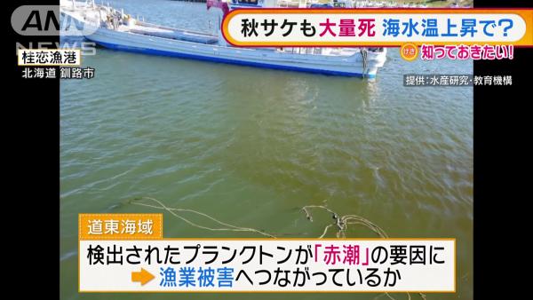 北海道驚現大量海膽、三文魚死亡 損失達數億日圓！或影響未來漁量