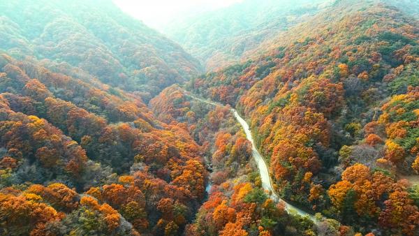 來一趟韓國「森」導遊 登山賞楓見證最美深秋