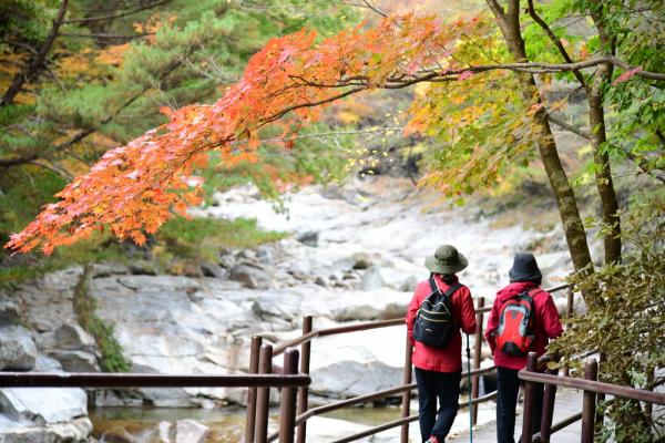 來一趟韓國「森」導遊 登山賞楓見證最美深秋