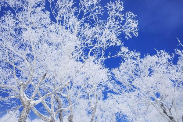 星野TOMAMU度假村冬季絕景 離地1088米夢幻霧冰