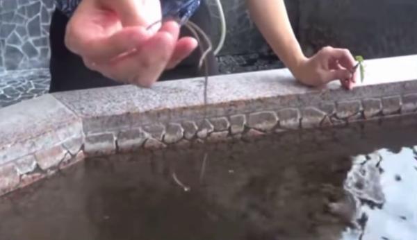 拍片放螳螂浸溫泉被批無常識 日本網紅反駁：人類污垢比昆蟲更髒
