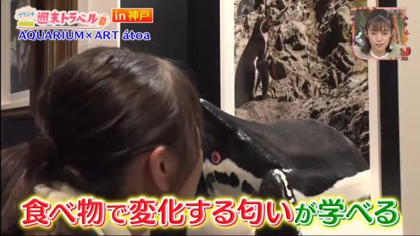 日本水族館推另類體驗聞動物屁股 主持試聞企鵝即面容扭曲！