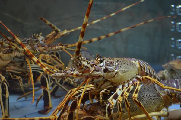 研究指龍蝦、八爪魚、蟹有痛覺 英國擬立法禁止活煮
