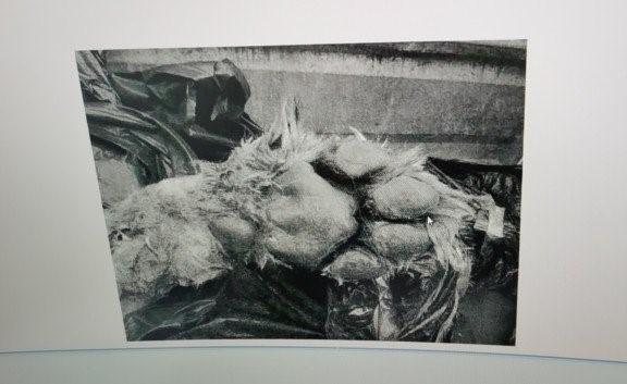 安徽馬戲團獅子突發死亡 半年後街市非法販賣獅子腳