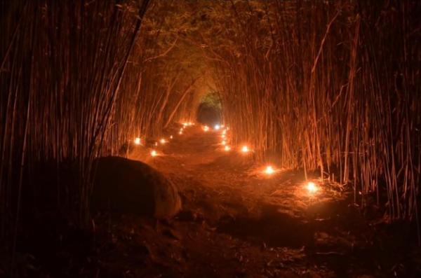 拍攝「港版嵐山竹林」以真火做道具惹公憤 龍友稱用低溫蠟燭仍被網民轟自私