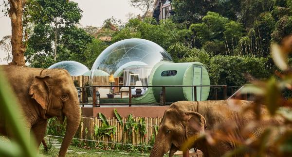 不騎、不摸新式保育大象 仲可以浪漫睇星！ 泰國清萊超夢幻玻璃屋酒店