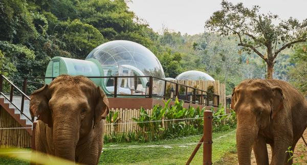 不騎、不摸新式保育大象 仲可以浪漫睇星！ 泰國清萊超夢幻玻璃屋酒店