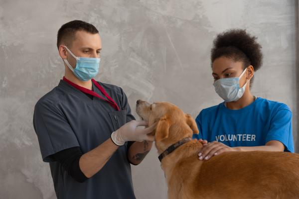 澳洲獸醫爭取寵物打疫苗 或獲政府首肯 2900萬動物受惠