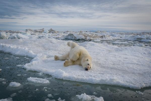 攝影師發現北極熊樂園 可愛背後卻是一個殘忍真相？