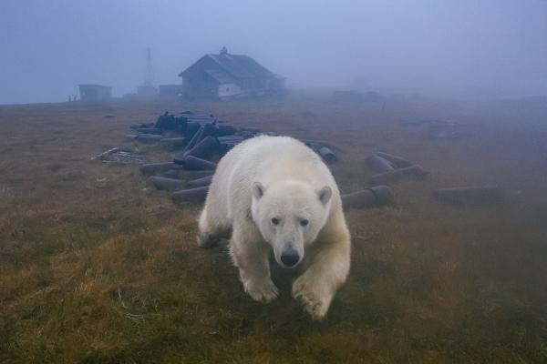攝影師發現北極熊樂園 可愛背後卻是一個殘忍真相？