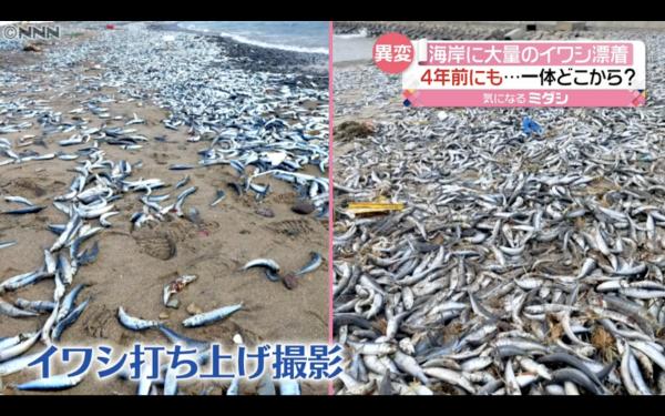 日本青森縣現1公里沙甸魚屍體傳惡臭 網民怕地震前兆 專家揭原因竟然是迷路？