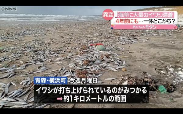 日本青森縣現1公里沙甸魚屍體傳惡臭 網民怕地震前兆 專家揭原因竟然是迷路？