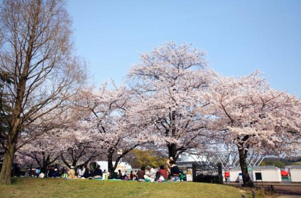 足不出戶參與日本櫻花祭！ 8大線上賞櫻連結24小時直播