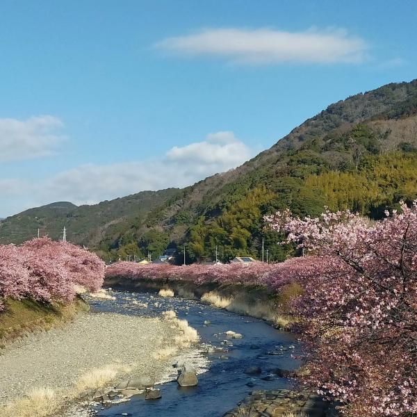 足不出戶參與日本櫻花祭！ 8大線上賞櫻連結24小時直播