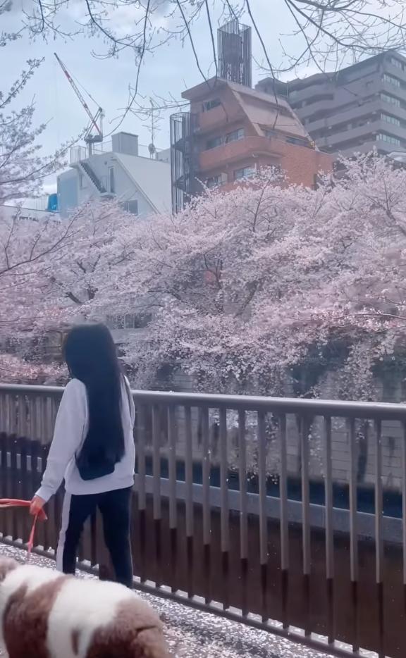 木村光希帶愛犬散步賞櫻花 櫻花樹下回眸揮手仙氣滿瀉
