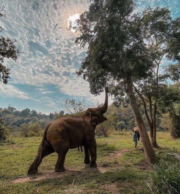 泰國雨林泡泡體驗豪華露營 林中零距離接觸大象 眺望夜間星空