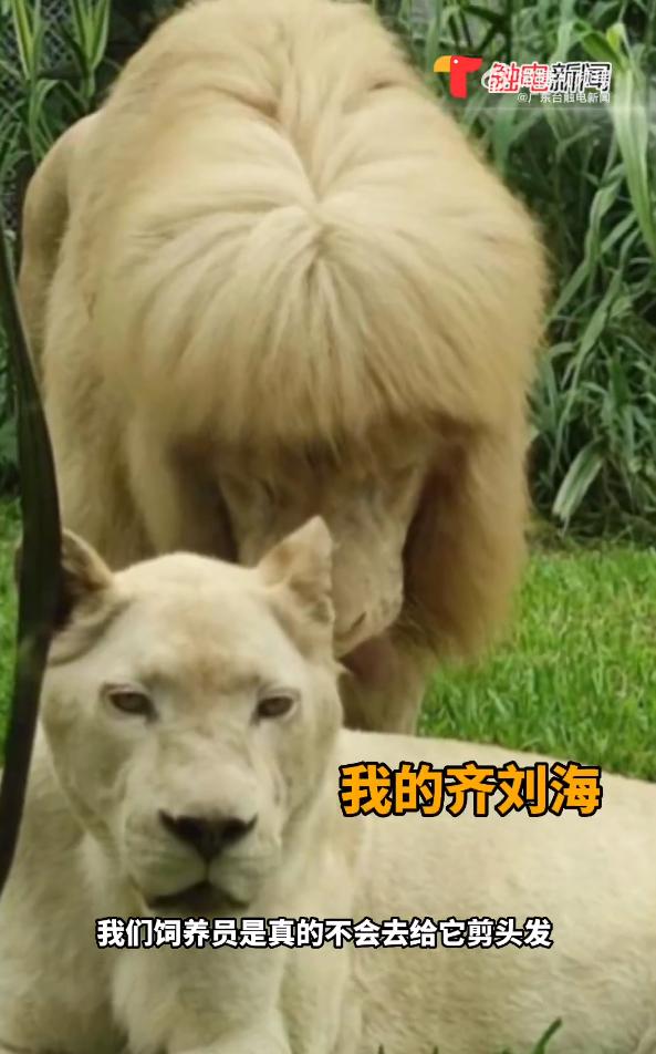 廣州動物園現齊陰雄獅 職員稱自己打理！ 網民笑稱：同炎明熹撞樣？！