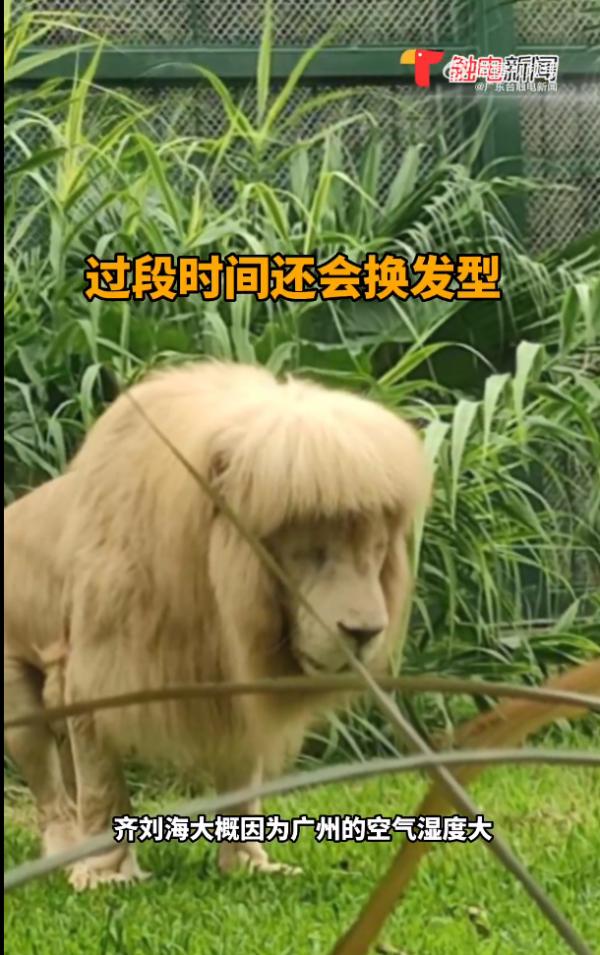 廣州動物園現齊陰雄獅 職員稱自己打理！ 網民笑稱：同炎明熹撞樣？！