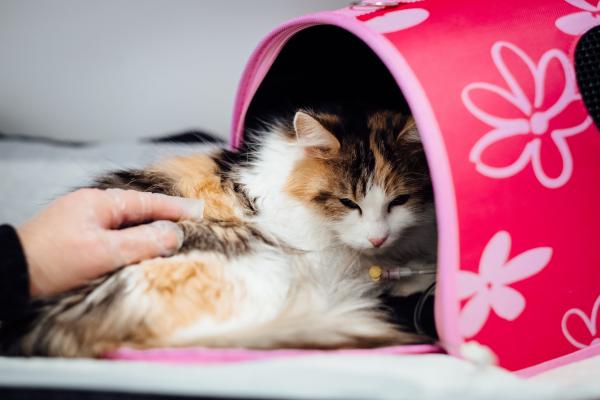 泰國現全球首宗貓傳人新冠病例 一個乞嗤即傳染 科學家籲主人要為寵物作好防疫措施