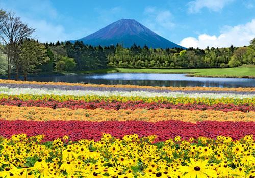 「彩虹花卉祭」今夏富士山河口湖開催 夢幻花海打卡一流！53萬呎逾8萬朵花盛開