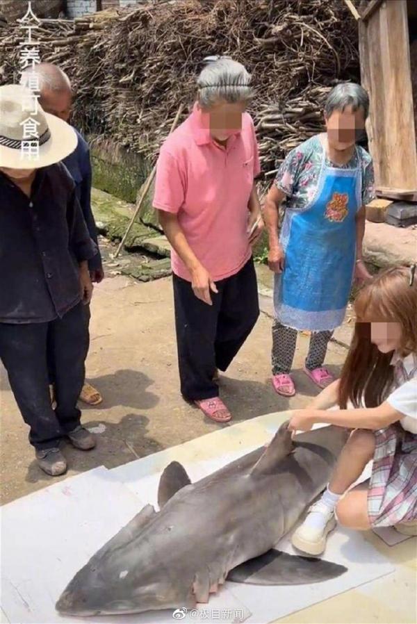 內地網紅搏出位食大白鯊遭拘捕 被踢爆屬國家二級保護動物