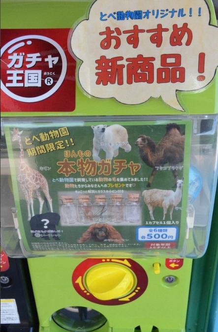 日本動物園推「動物體毛扭蛋」 5款稀有毛髮＋未公開神秘動物 2日內火速售罄！
