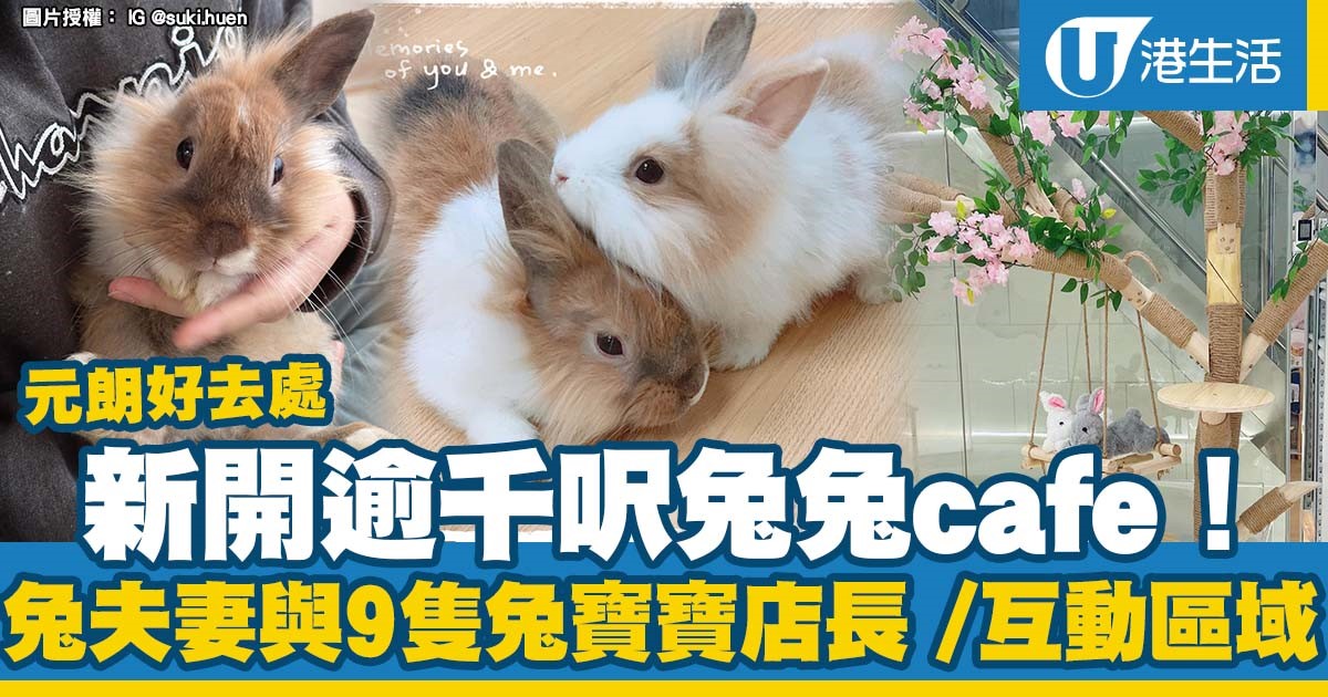 元朗好去處|新開逾千呎兔兔cafe!安哥拉兔夫妻+9隻兔寶寶 /兔兔互動區域 | UHK 港生活
