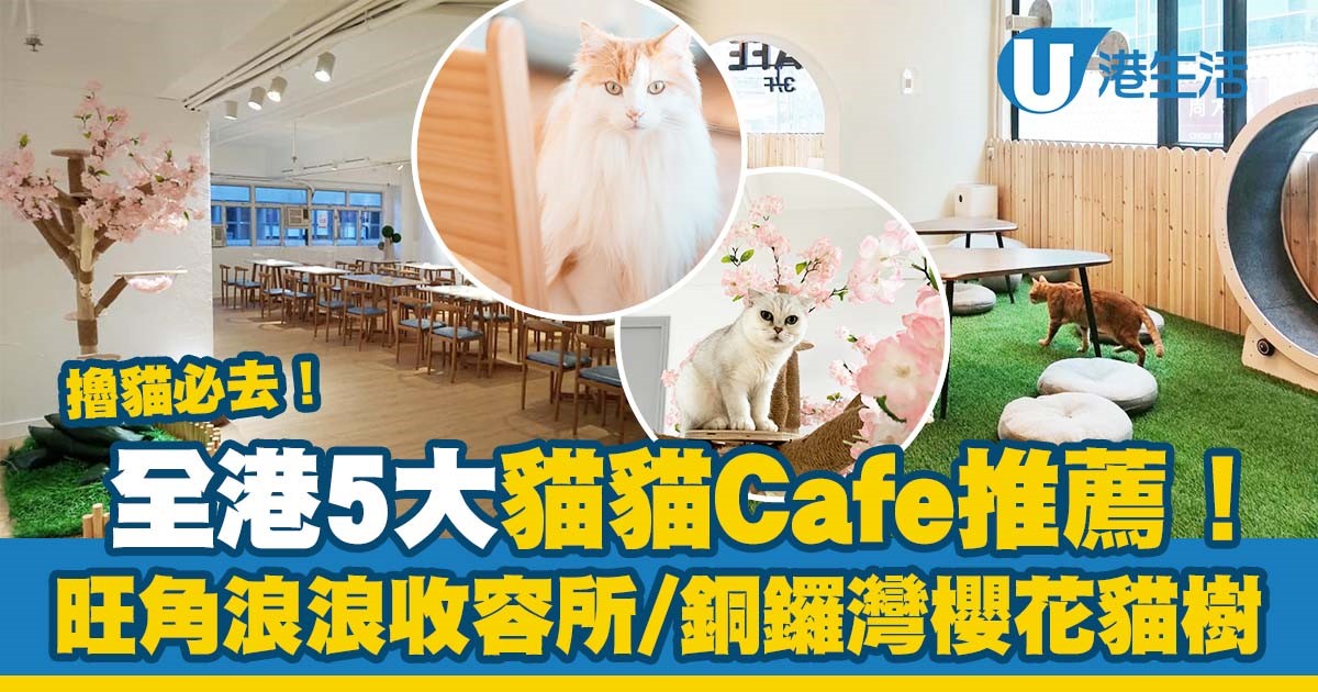 本地5大貓Cafe推薦 旺角浪浪收容所/人寵共用空間/荃灣貓之茶房