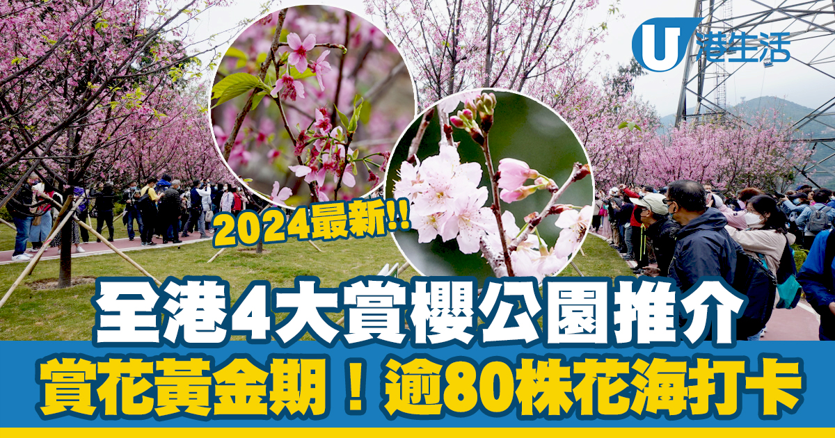 天水圍公園粉紅櫻花全開 20多棵！限定兩星期花期