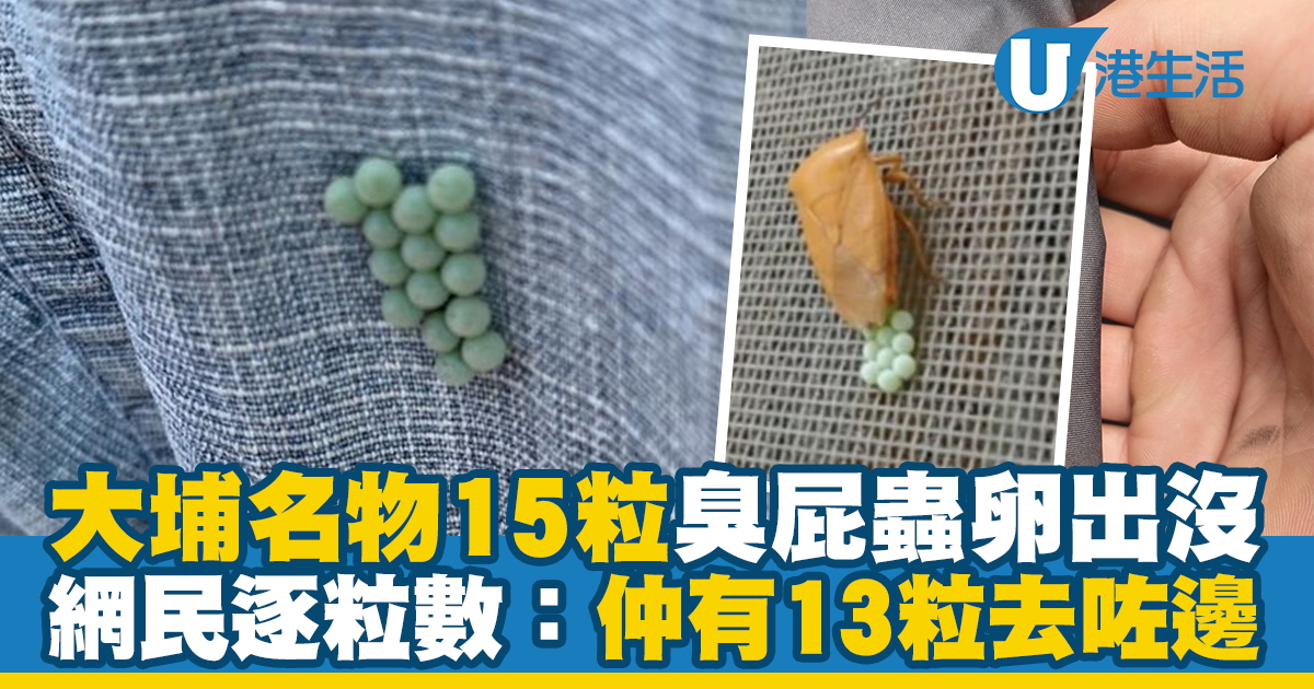 大埔名物15粒臭屁蟲卵出沒？網民逐粒數：仲有13粒去咗邊