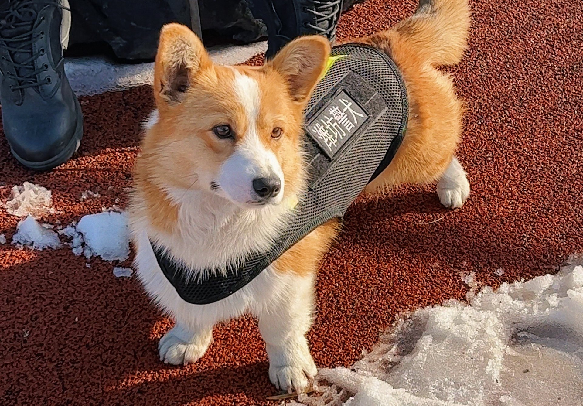 可愛警犬｜全國首隻哥基「入伍」做警犬 為食、短腳仔竟然有優勢