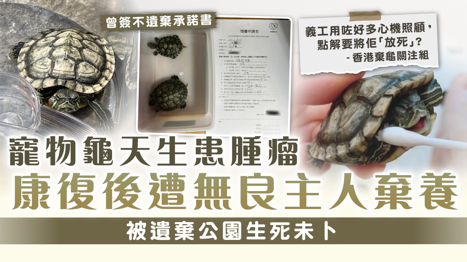 棄養寵物丨寵物龜天生患腫瘤 康復後遭無良主人棄養 被遺棄公園生死未卜