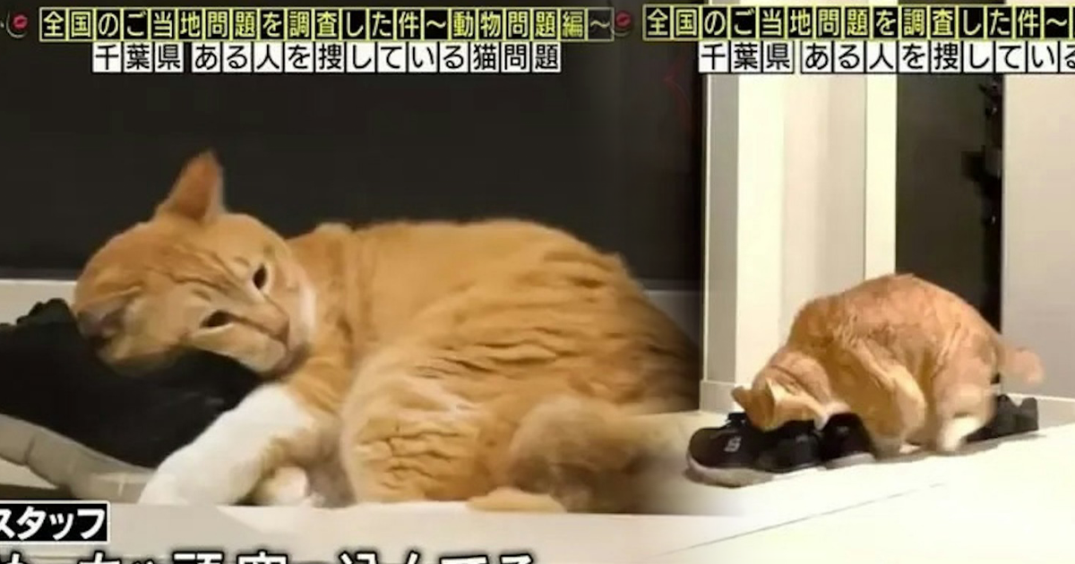 日本小貓迷戀臭鞋味！揭開六年謎團原因竟是XX