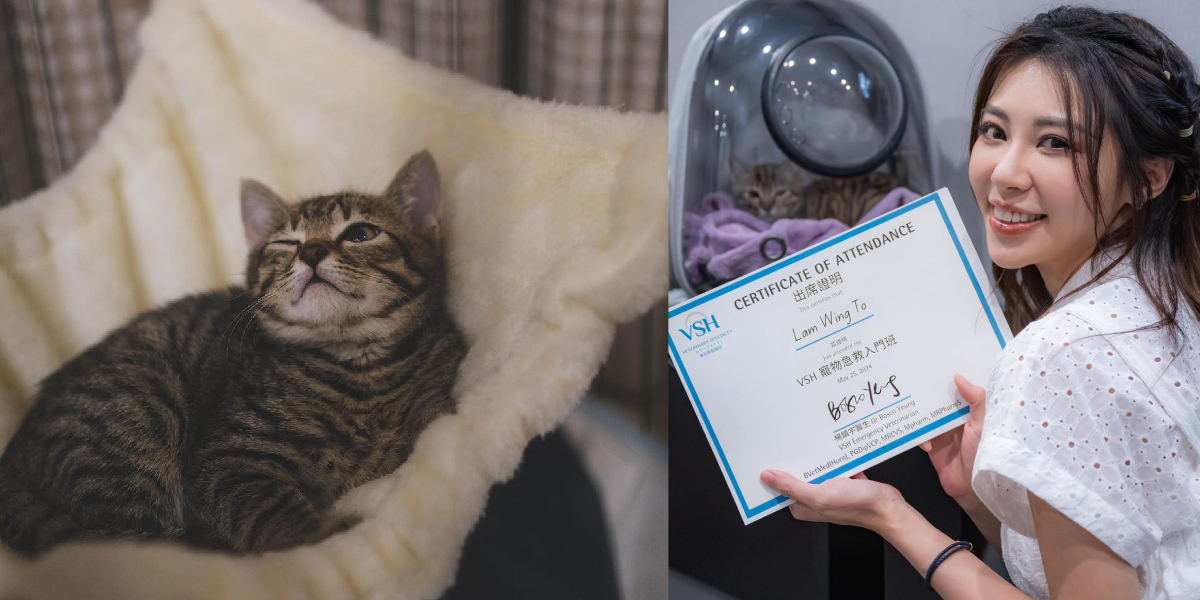 林泳淘為愛貓讀寵物急救 細女入屋3個月勁重口味？