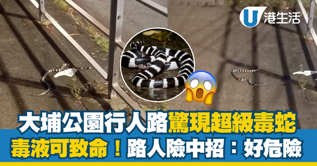 大埔公園行人路驚現超級毒蛇 毒液可致命！路人險中招：好危險