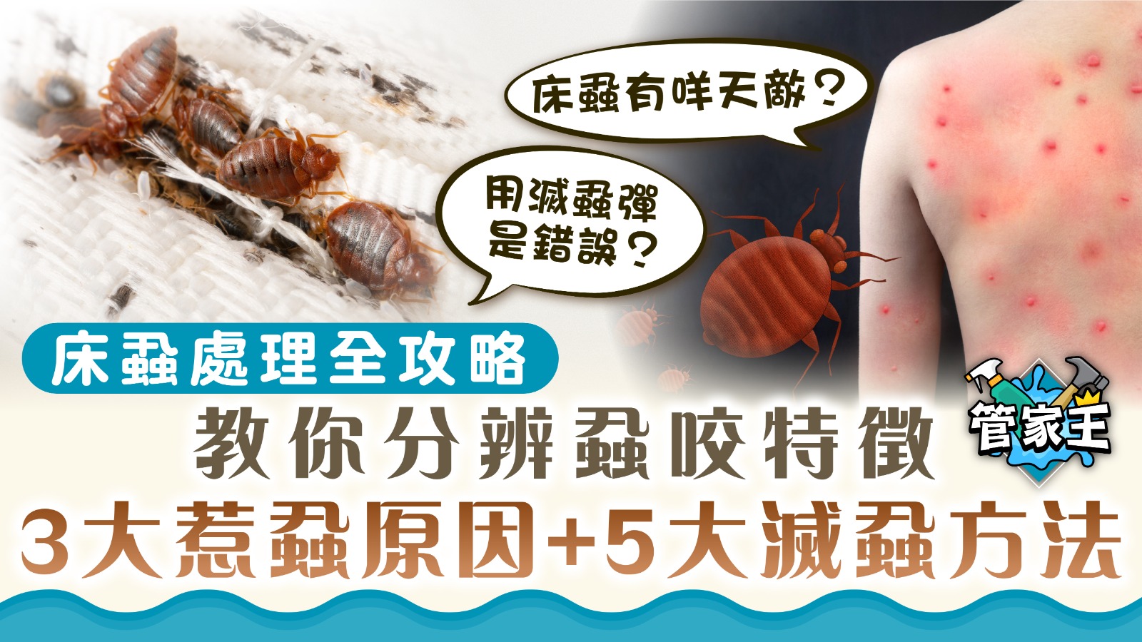 床蝨木蝨天敵|1點分辨蝨咬特徵 拆解3大惹蝨原因+5大滅蝨方法 | UHK 港生活
