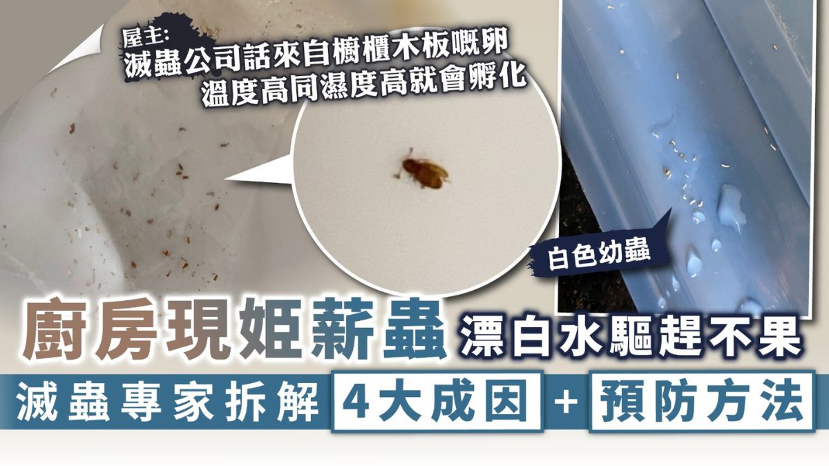 潮濕天氣｜廚房現姫薪蟲漂白水驅趕不果 滅蟲專家拆解4大成因+預防方法