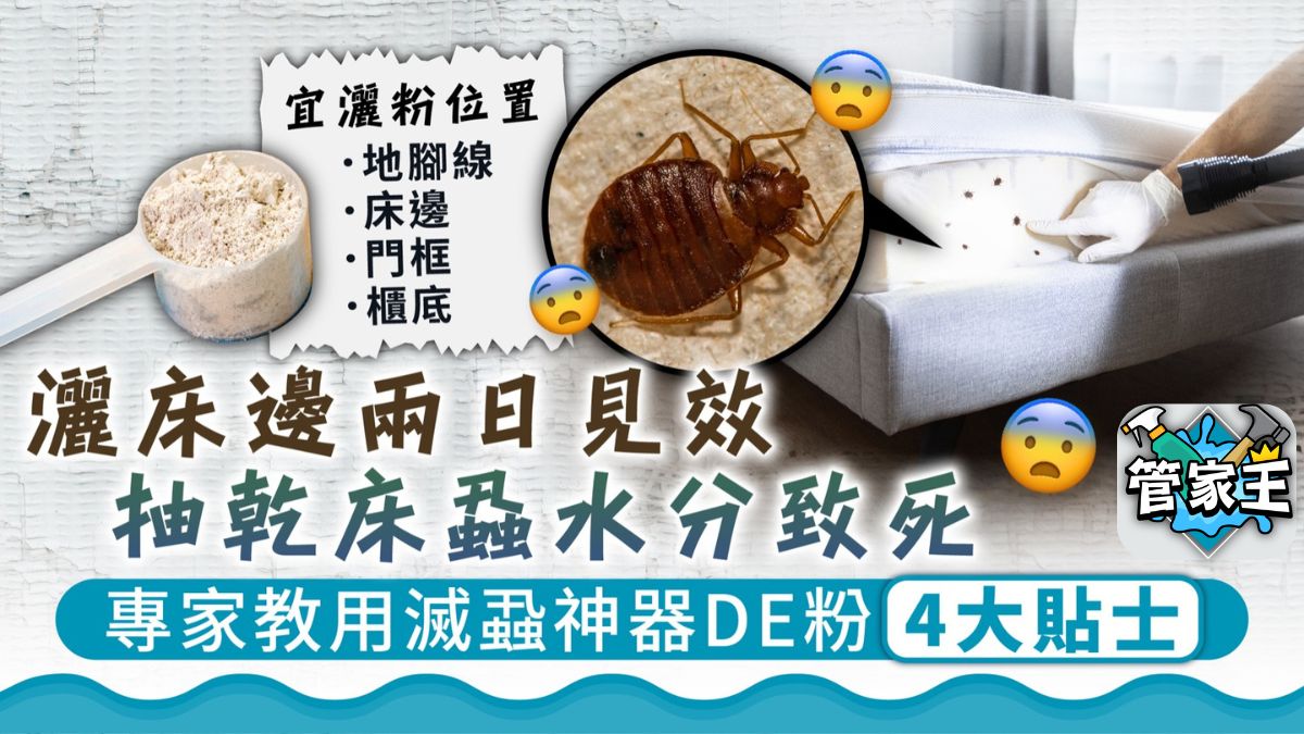 管家王 ︳灑床邊兩日見效 抽乾床蝨水分致死 專家教用滅蝨神器DE粉4大貼士