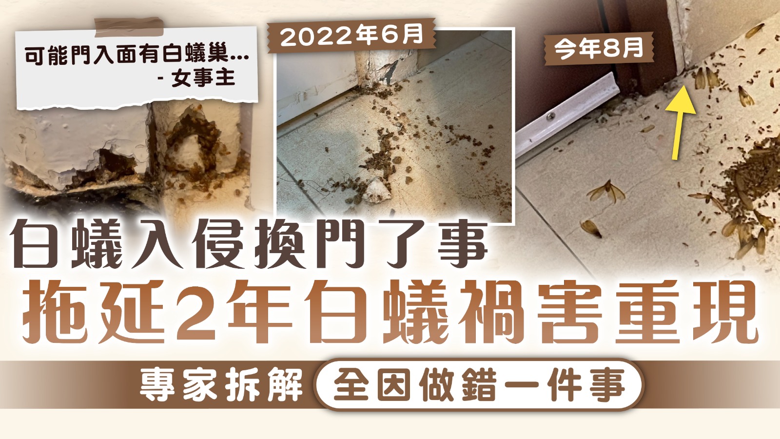 白蟻入屋︱白蟻入侵換門了事 拖延2年白蟻禍害重現 專家拆解全因做錯一件事