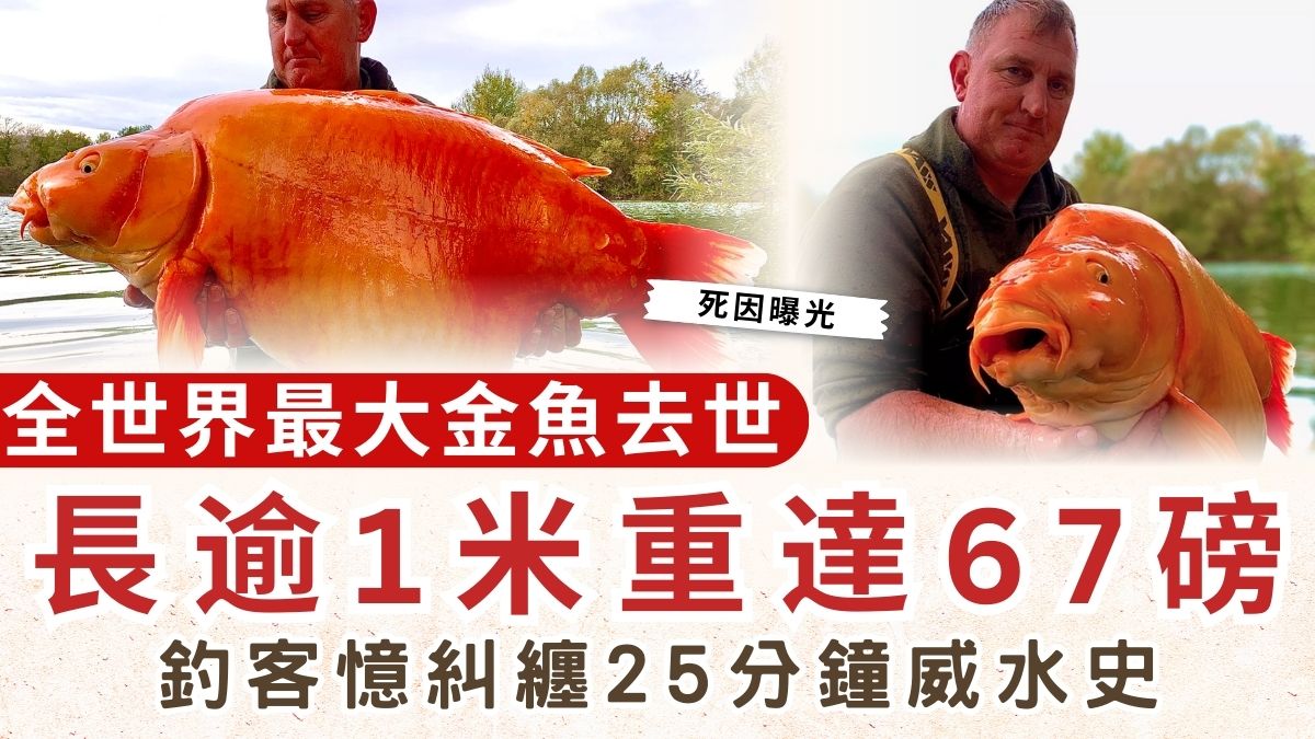 巨型金魚｜全世界最大金魚去世 長逾1米重達67磅 釣客憶糾纏25分鐘威水史