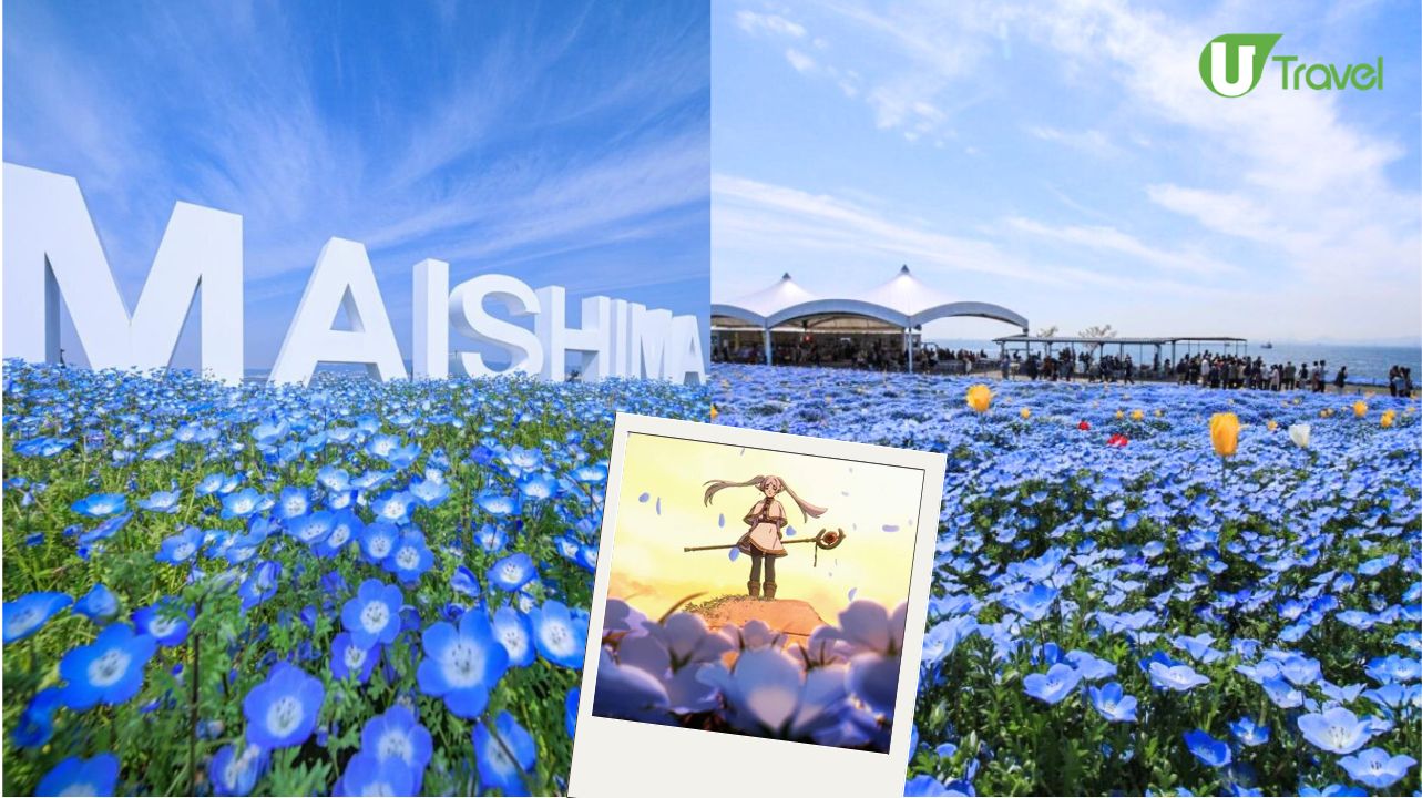大阪舞洲粉蝶花祭2026｜4.4 萬平方米藍色花海4月回歸 《葬送的芙莉蓮》蒼月草現實版  