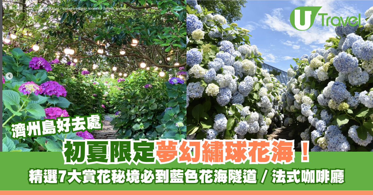 濟州島好去處｜初夏限定夢幻繡球花海！精選7大賞花秘境必到藍色花海隧道、法式咖啡廳 