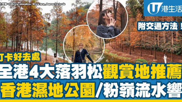 香港落羽松觀賞地推薦！濕地公園/青衣公園/粉嶺流水響/中大未園湖（附交通方法）
