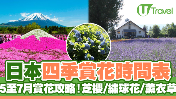 日本花季｜日本一年四季賞花時間表（附賞花景點推介） 4月櫻花、紫藤、粉蝶花｜6月繡球花｜7月8月薰衣草、向日葵