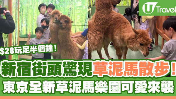 東京自由行2024 | 新宿街頭驚現草泥馬散步！東京全新草泥馬樂園可愛來襲 小童半個鐘$28起