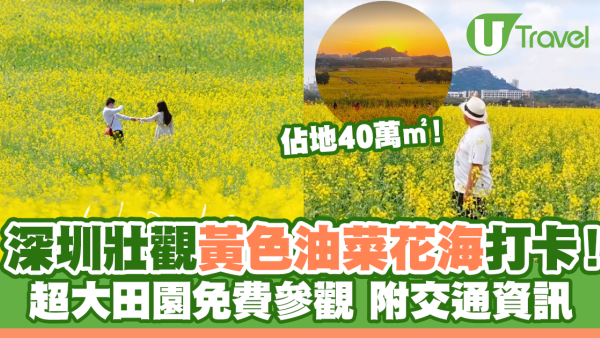 深圳壯觀黃色油菜花海打卡！超大田園免費參觀附交通資訊