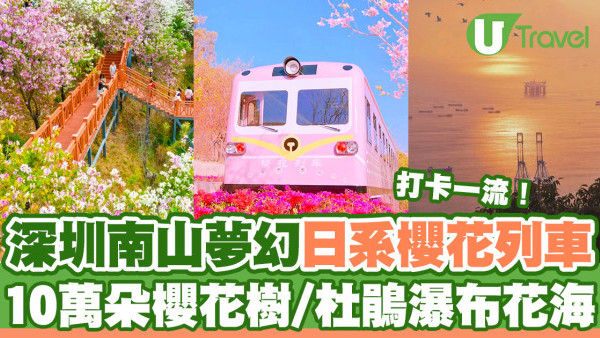 深圳櫻花｜深圳南山夢幻日系櫻花列車！10萬朵櫻花樹/杜鵑瀑布花海！