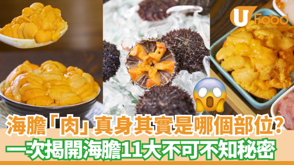 【海膽營養】探索海膽秘密！11個揭開海膽營養與食用注意事項