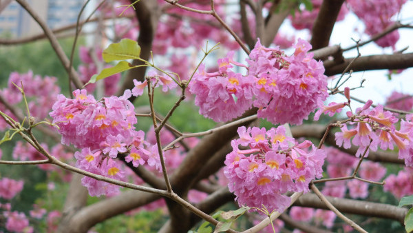 風鈴木提早爆發2026！全港3大絕美花海：粉嶺罕見紫雲盛放/奧運粉紅隧道